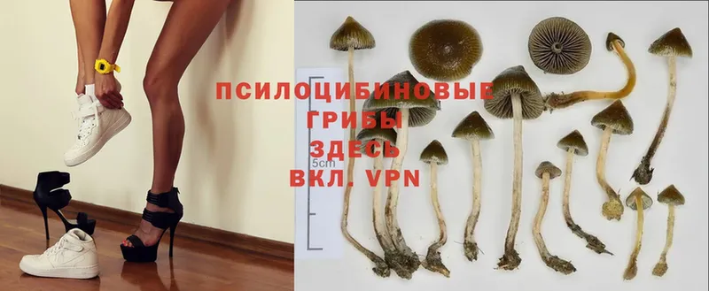 Псилоцибиновые грибы Psilocybe  закладки  Белинский 